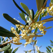 Im Frühjahr steckt die ganze Kraft des Ölbaumes in den Olivenblättern